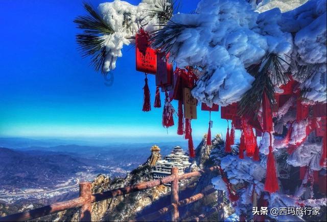 深入了解桃花和樱花的区别的知识星球,探索解答你的问题